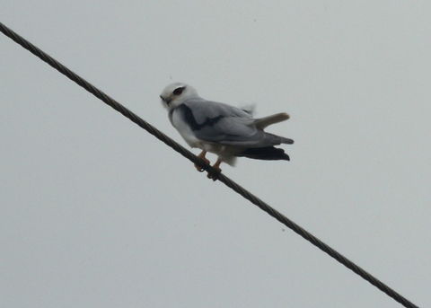Black Winged Kite, Navadankulam, Sri Lanka  Black-winged Kite,Elanus caeruleus,Sri Lanka,animal,animals,aves,bird,birds