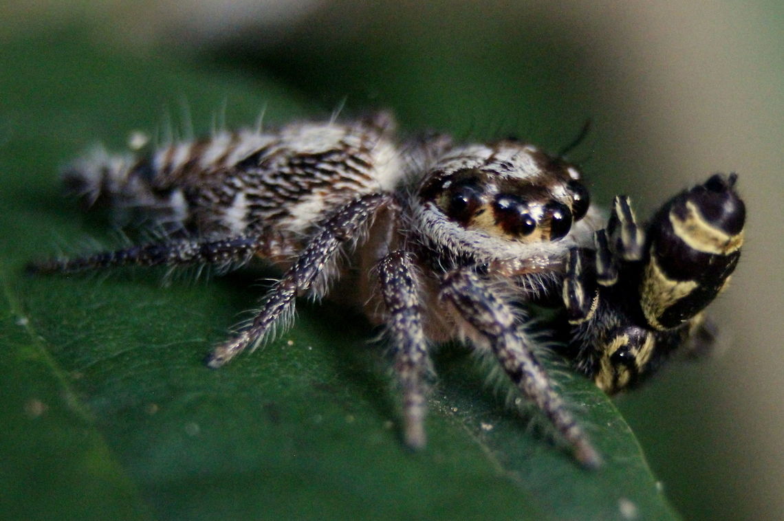 Possibly Hyllus semicupreus Spider preying on a spider Heavy-bodied jumper,Hyllus semicupreus,Sri Lanka,animal,animals,arachnid,spider,spiders