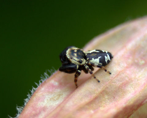Rhene albigera