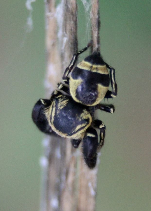 Rhene flavicomans, Polonnaruwa, Sri Lanka Around an hour after I photographed this spider, I found it being eaten by a Hyllus species. Rhene flavicomans,Wasp-mimic jumping spider,animal,animals,arachnid,arachnids,spider,spiders,sri lanka