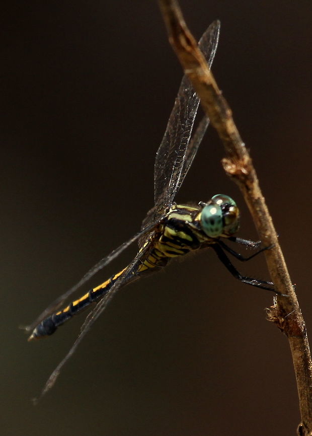 Unknown Dragonfly Found by a forest patch  animal,animals,arthropods,dragonflies,dragonfly,insect,insects,sri lanka
