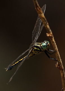 Unknown Dragonfly Found by a forest patch  animal,animals,arthropods,dragonflies,dragonfly,insect,insects,sri lanka