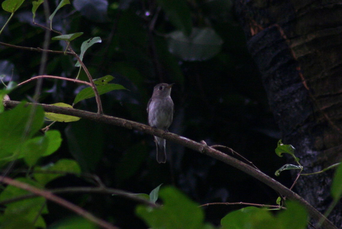Asian Brown Flycatcher, Bolgoda, Sri Lanka  Asian Brown Flycatcher,Asian brown flycatcher,Muscicapa latirostris,Muscicapidae,animal,animals,bird,birds,dauurica,sri lanka