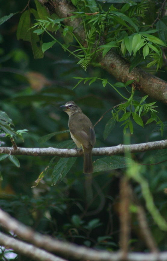 White Browed Bulbul, Bolgoda, Sri Lanka  Pycnonotus luteolus,Sri Lanka,animal,animals,aves,bird,birds,white browed bulbul
