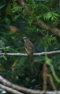 White Browed Bulbul, Bolgoda, Sri Lanka  Pycnonotus luteolus,Sri Lanka,animal,animals,aves,bird,birds,white browed bulbul
