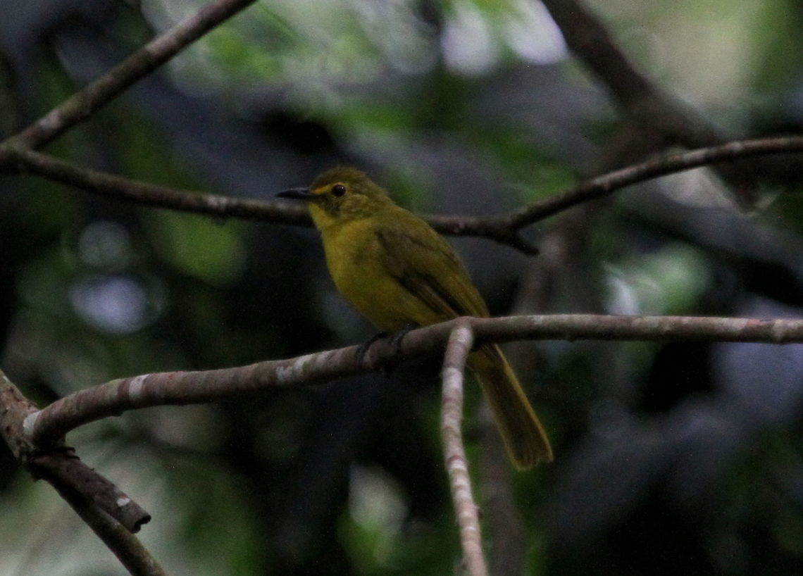 Yellow-browed Bulbul, Morapitiya, Sri Lanka Was also found together with a black naped monarch Acritillas indica,Yellow-browed bulbul,animal,animals,aves,bird,birds,indica,sri lanka