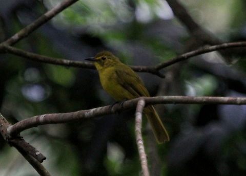 Yellow-browed Bulbul, Morapitiya, Sri Lanka Was also found together with a black naped monarch Acritillas indica,Yellow-browed bulbul,animal,animals,aves,bird,birds,indica,sri lanka