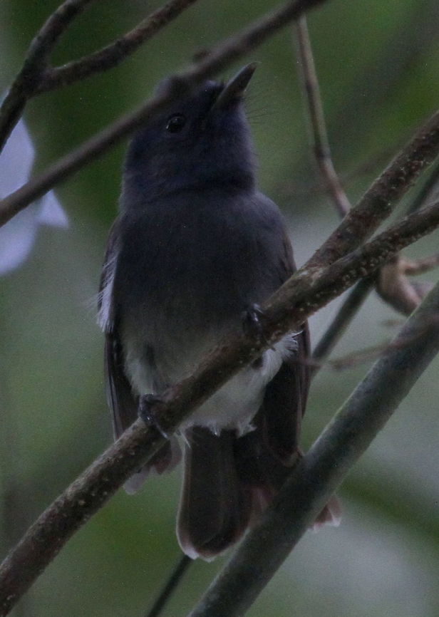 Black-naped monarch, Morapitiya, Sri Lanka Was found together with a yellow browed bulbul Black-naped monarch,Hypothymis azurea,animal,animals,aves,azurea,bird,birds,sri lanka