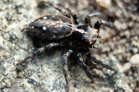 Pantropical Jumping Spider, Smithsonian Primate Research Center, Sri Lanka A female Plexippus paykulli  Geotagged,Plexippus paykulli,Sri Lanka,Winter,animal,animals,arachnid,arachnids,spider,spiders