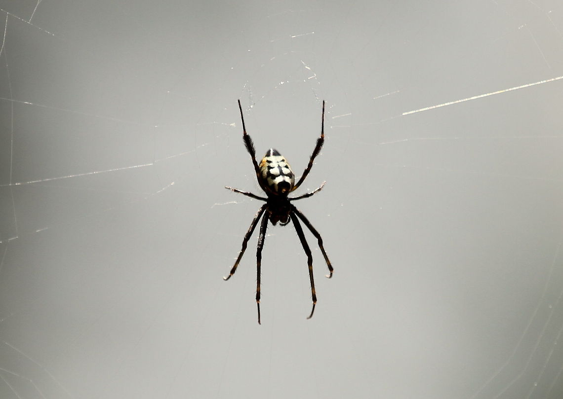 Pear-shaped Leucauge, Morapitiya, Sri Lanka  Opadometa fastigata,Pear-shaped Leucauge,Sri Lanka,animal,animals,arachnid,arachnids,spider,spiders
