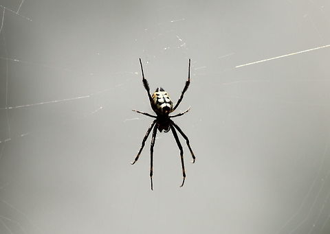 Pear-shaped Leucauge, Morapitiya, Sri Lanka  Opadometa fastigata,Pear-shaped Leucauge,Sri Lanka,animal,animals,arachnid,arachnids,spider,spiders