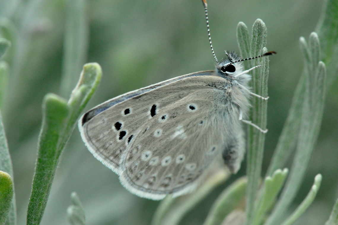 Unknown Butterfly, Umtanum Creek, Ellensburg, WA  Butterfly,Geotagged,Spring,United States,animal,animals,arthropod,arthropoda,butterflies,insect,insects