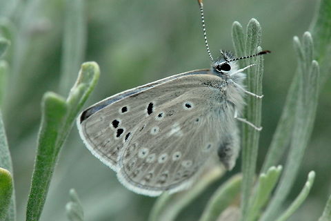 Unknown Butterfly, Umtanum Creek, Ellensburg, WA  Butterfly,Geotagged,Spring,United States,animal,animals,arthropod,arthropoda,butterflies,insect,insects