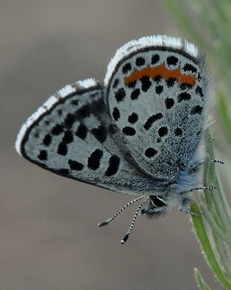 Euphilotes battoides glaucon, Umtanum Creek, Ellensburg, WA  Arthropoda,Arthropods,Butterfly,Euphilotes battoides,Geotagged,Insects,Spring,United States,Washington,Washington state,animal,animals,butterflies,insect