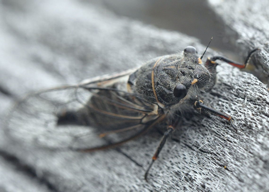 Cicada, Umtanum Creek, Ellensbur, WA  Geotagged,Spring,United States,animal,animals,cicada,insect,insects,washington