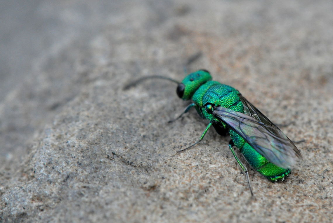 Chrysis sp, Umtanum Creek, Ellensburg, WA  Geotagged,Spring,United States,Washington state,animal,animals,arthropod,arthrpoda,insect,insects,wasp,wasps