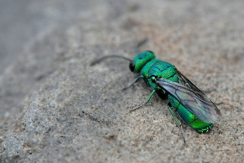 Chrysis sp, Umtanum Creek, Ellensburg, WA  Geotagged,Spring,United States,Washington state,animal,animals,arthropod,arthrpoda,insect,insects,wasp,wasps