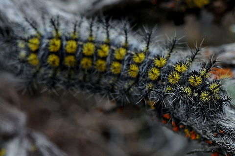 Hemileuca, Umtanum Creek, Ellensburg, WA  Caterpillar,Geotagged,Spring,United States,Washington state,animal,animals,arthropod,arthropoda,insect,insects,moth caterpillar