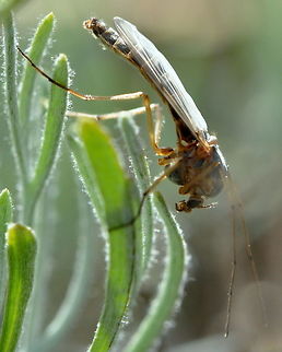Chironomus, Umtanum Creek, Ellensburg, WA  Geotagged,Spring,United States,animal,animals,arthropod,arthropoda,insect,insects,washington