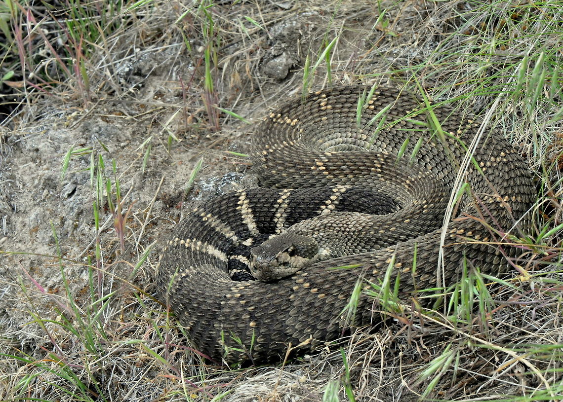 Crotalus viridis, Umtanum Creek, Ellensburg, WA  Crotalus viridis,Geotagged,Prairie Rattlesnake,Spring,United States,Washington,animal,animals,rattlesnake,reptile,reptiles,serpentes,snake,snakes
