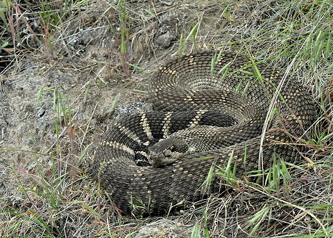 Crotalus viridis, Umtanum Creek, Ellensburg, WA  Crotalus viridis,Geotagged,Prairie Rattlesnake,Spring,United States,Washington,animal,animals,rattlesnake,reptile,reptiles,serpentes,snake,snakes