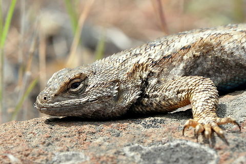 Sceloporus occidentalis, Umtanum Creek, Ellensburg, WA  Geotagged,Sceloporus occidentalis,Sceloporus occidentalis becki,Spring,United States,Washington,Western fence lizard,animal,animals,lizard,lizards,reptile,reptiles,sceloperus occidentalis