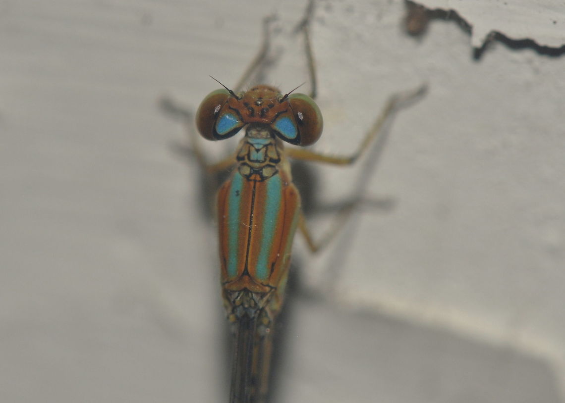 Pseudagrion microcephalum, Bolgoda Sri Lanka  Blue Riverdamsel,Pseudagrion microcephalum,Sri Lanka,animal,animals,damselflies,damselfly,dragonfly,insect,insects