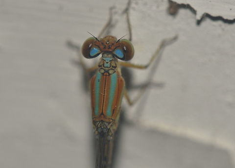 Pseudagrion microcephalum, Bolgoda Sri Lanka  Blue Riverdamsel,Pseudagrion microcephalum,Sri Lanka,animal,animals,damselflies,damselfly,dragonfly,insect,insects