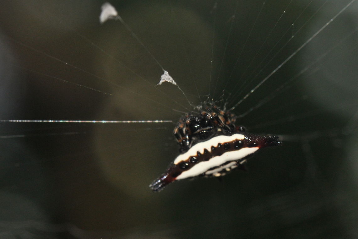 Gasteracantha geminata, Bolgoda, Sri Lanka  Gasteracantha geminata,Oriental spiny orb-weaver,Sri Lanka,animal,animals,spider,spiders