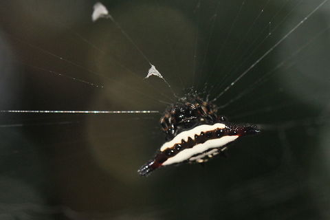 Gasteracantha geminata, Bolgoda, Sri Lanka  Gasteracantha geminata,Oriental spiny orb-weaver,Sri Lanka,animal,animals,spider,spiders