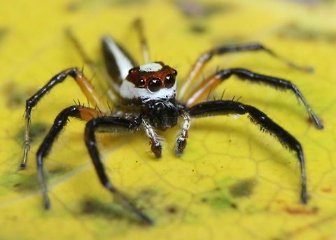 Telamonia dimidiata, Ratmalana, Sri Lanka  Sri Lanka,Telamonia dimidiata,Two-striped jumper,animal,animals,spider,spiders