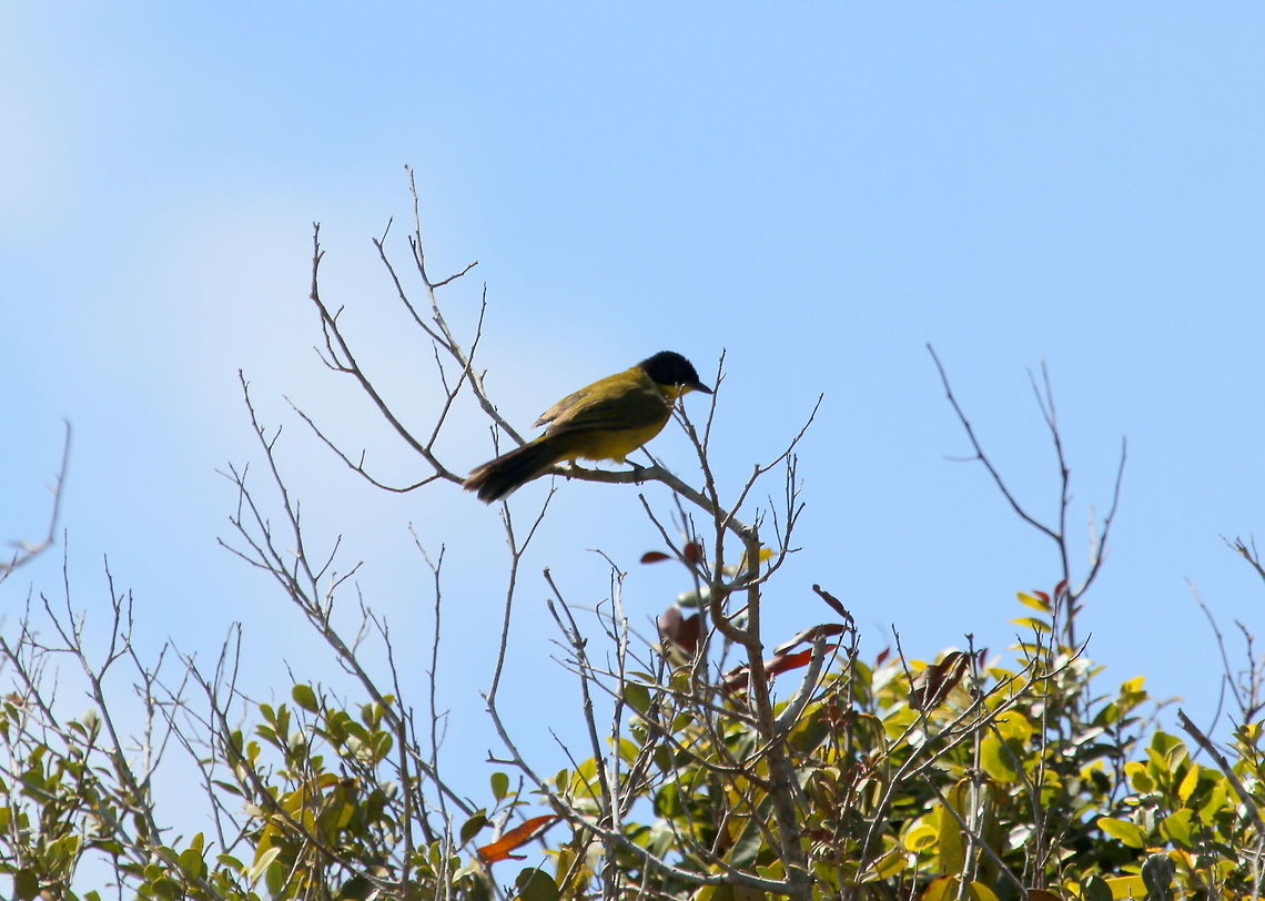 Pycnonotus melanicterus, Kudrimalai point, Sri Lanka  Pycnonotus melanicterus,black capped bulbul