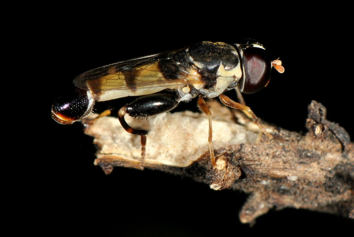 Syritta orientalis, Ratmalana, Sri Lanka Syritta orientalis: a member of the Drone fly family. Described in Brunetti, E. 1923. The Fauna of British India, including Ceylon and Burma. Diptera. Vol. III. Pipunculidae, Syrphidae, Conopidae, Oestridae Taylor and Francis, London. xii, 424 pp., 6 plts. <a href="http://faunaofindia.nic.in/PDFVolumes/fbi/054/index.pdf" rel="nofollow">http://faunaofindia.nic.in/PDFVolumes/fbi/054/index.pdf</a>  Drone fly,Syritta orientalis,animal,insect,insects,sri lanka