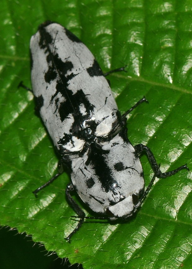 Calais speciosus, Yagirala Rain Forest, Sri Lanka Calais speciosus, a member of the Click Beetles, found in Yagirala (Yakgirala) Rain Forest. Beetles,Calais speciosus,Click Beetle,Sri Lanka,animal,animals,beetle,insect,insects