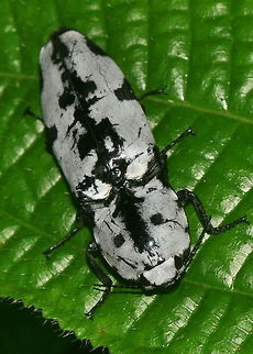 Calais speciosus, Yagirala Rain Forest, Sri Lanka Calais speciosus, a member of the Click Beetles, found in Yagirala (Yakgirala) Rain Forest. Beetles,Calais speciosus,Click Beetle,Sri Lanka,animal,animals,beetle,insect,insects