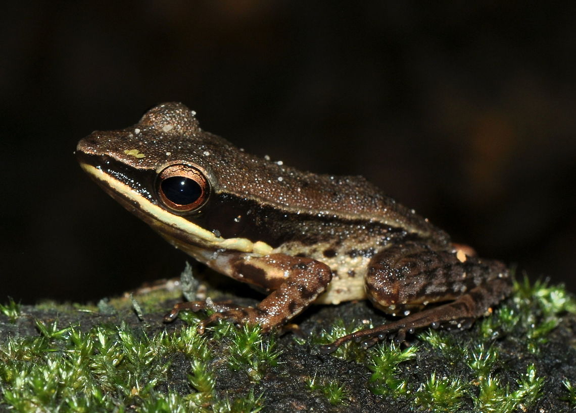 Indosylvirana serendipi, Dediyagala, Sri Lanka  Indosylvirana serendipi,Sri Lanka,Sri Lankan Golden-backed frog,amphibian,amphibians,animal,animals,frog,frogs