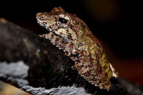 Pseudophilautus mittermeieri, Sri Lanka  Pseudophilautus mittermeieri,Sri Lanka,amphibian,amphibians,animal,animals,frog,frogs,pseudophilautus mittermeieri