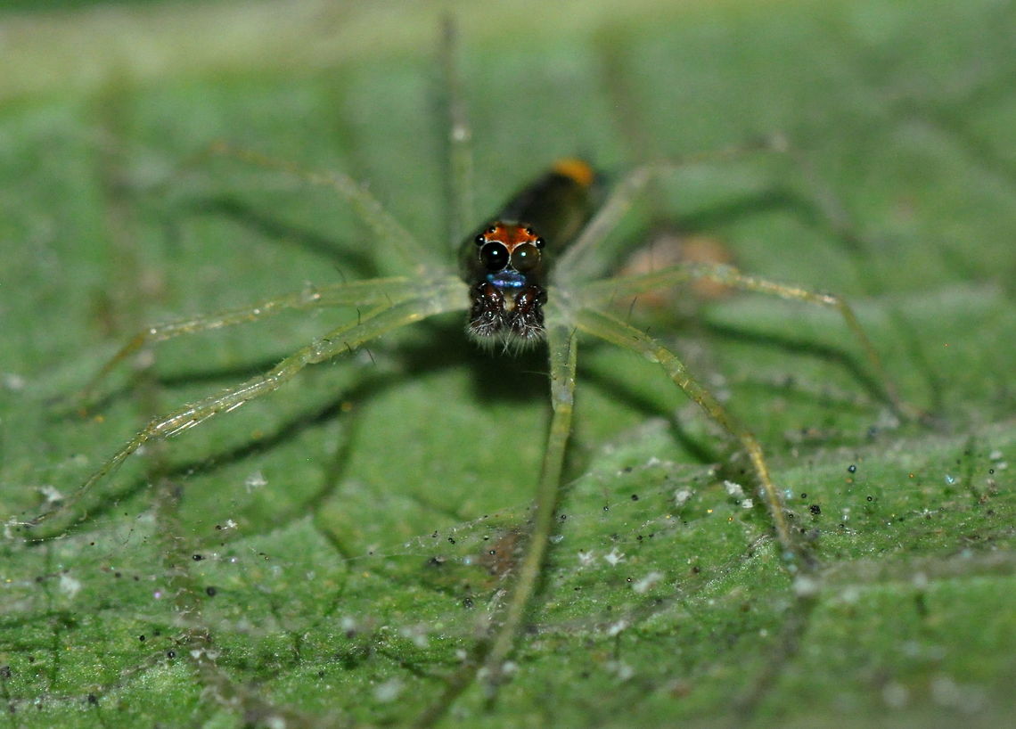 Asemonea tenuipes, Kaduruketha, Sri Lanka  Asemonea tenuipes,Sri Lanka,animal,animals,arachnid,arachnids,spider,spiders