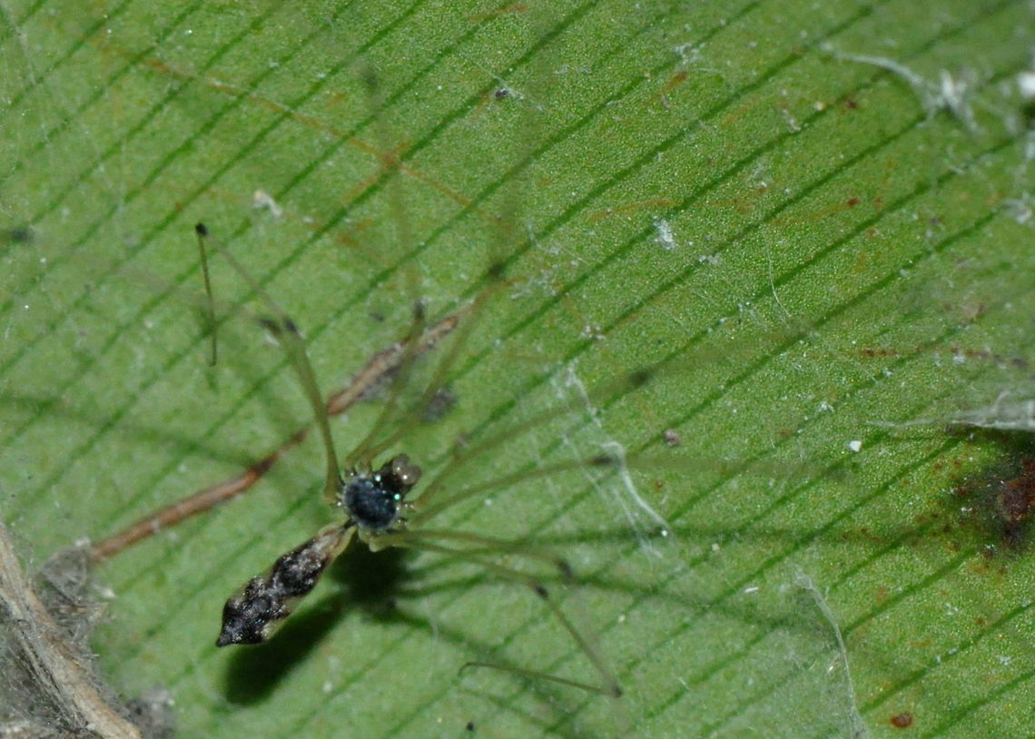 Tissahamia ethagala, Kaduruketha, Sri Lanka <a href="https://www.inaturalist.org/observations/31619271" rel="nofollow">https://www.inaturalist.org/observations/31619271</a> Tissahamia ethagala,animal,animals,arachnid,arachnids,spider,spiders,sri lanka