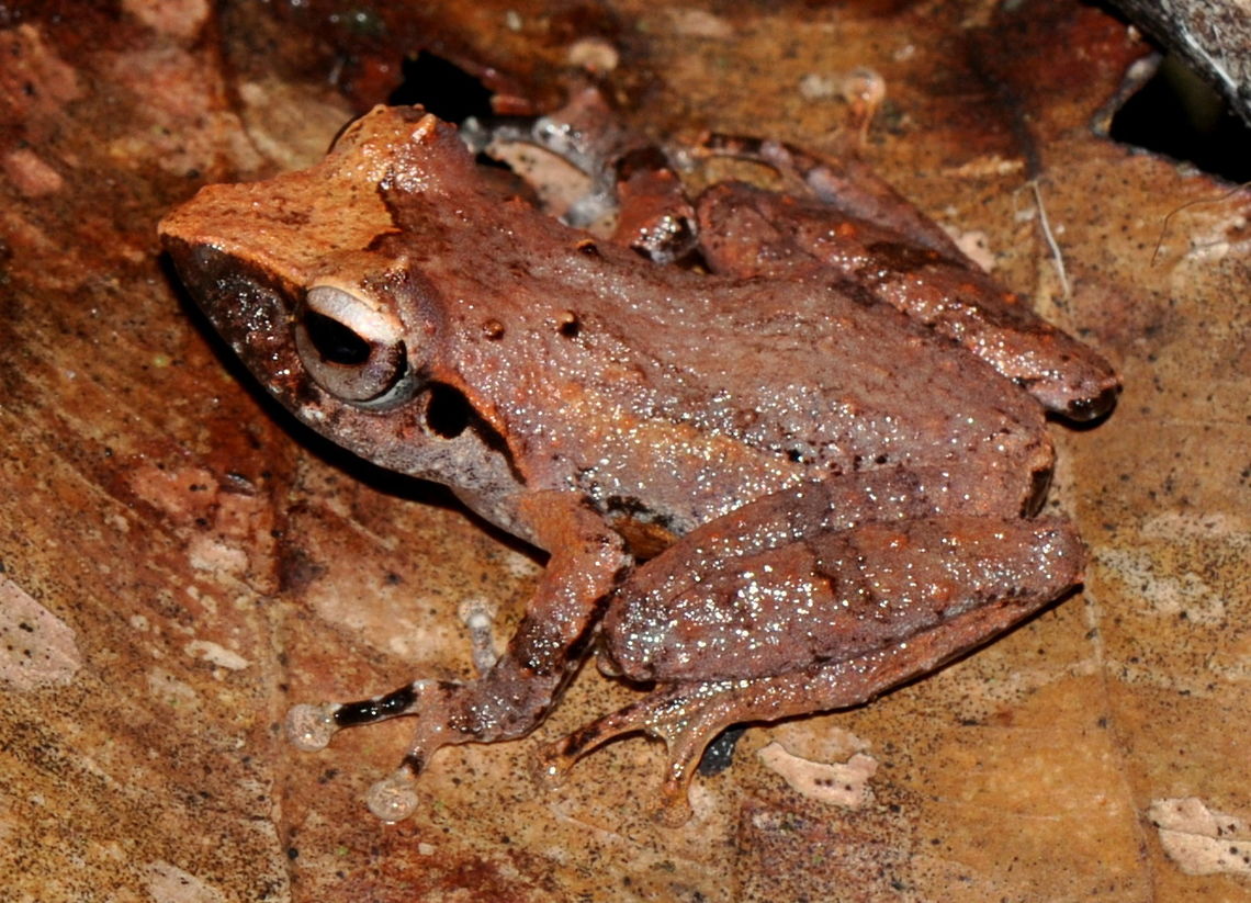 Pseudophilautus folicola, Kithulgala, Sri Lanka  Pseudophilautus folicola,Sri Lanka,amphibian,amphibians,animal,animals,frog,frogs,pseudophilautus folicola
