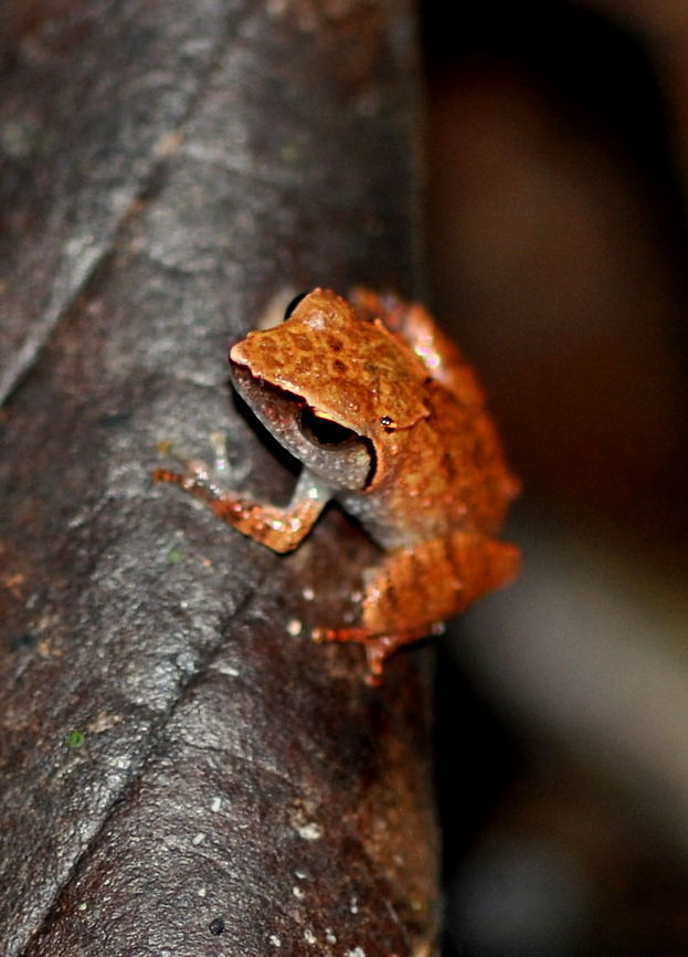 Pseudophilautus zoro, Kithulgala, Sri Lanka  Pseudophilautus zorro,Sri Lanka,amphibian,amphibians,animal,animals,frog,frogs,pseudophilautus zoro