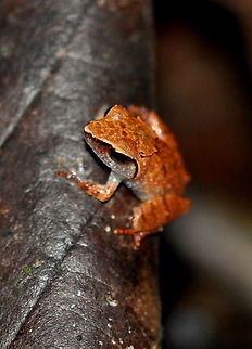 Pseudophilautus zoro, Kithulgala, Sri Lanka  Pseudophilautus zorro,Sri Lanka,amphibian,amphibians,animal,animals,frog,frogs,pseudophilautus zoro