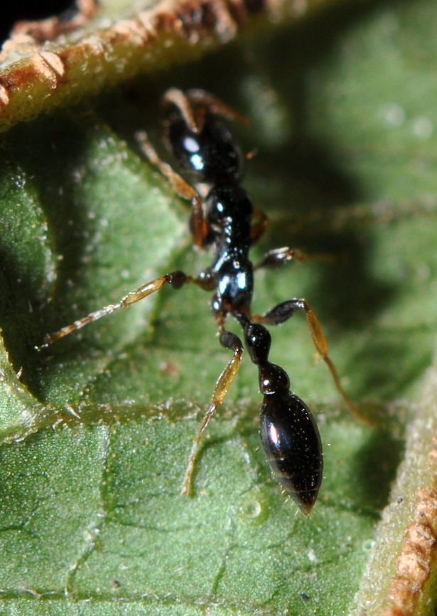Tetraponera allaborans, Kaduruketha, Sri Lanka  Tetraponera allaborans,animal,animals,ant,ants,insect,insects,sri lanka