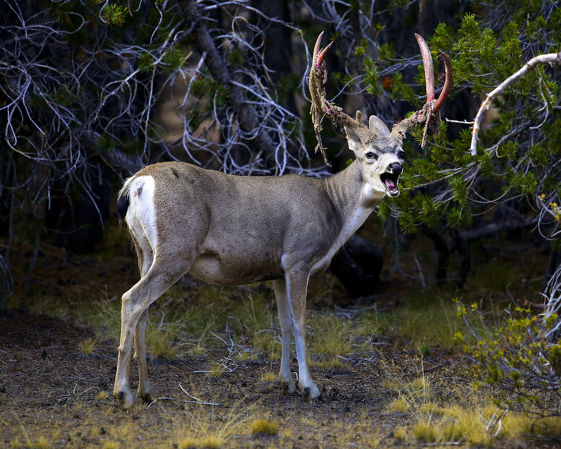 Mule Deer Shedding Velvet This is a mule deer buck I encountered in Yosemite National Park in California. Before and after the photo, he was rubbing his antlers against trees bark and branches to shed his antler velvet. Geotagged,Mule Deer,Odocoileus hemionus,United States,antler velvet,california,deer,mule deer,muledeer,yosemite