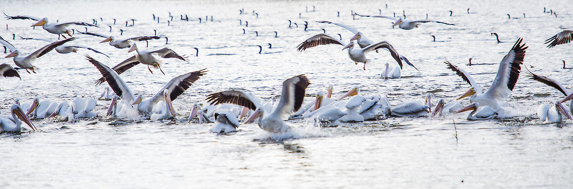 Pelicans Flying South, Baton Rouge For a few weeks each year, over a thousand American White Pelicans feast at the LSU Lakes in Baton Rouge, LA. American White Pelican,Fall,Geotagged,Pelecanus erythrorhynchos,United States,birds,migratory birds,pelican