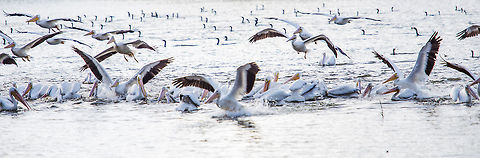 Pelicans Flying South, Baton Rouge For a few weeks each year, over a thousand American White Pelicans feast at the LSU Lakes in Baton Rouge, LA. American White Pelican,Fall,Geotagged,Pelecanus erythrorhynchos,United States,birds,migratory birds,pelican