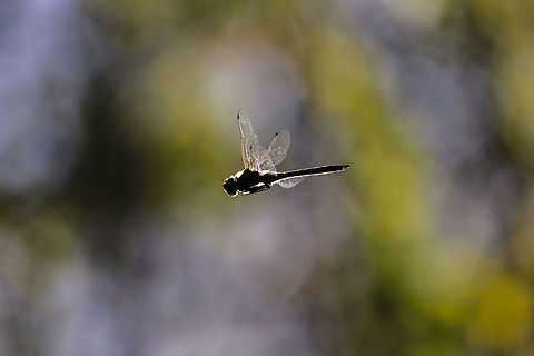 Blue Dasher (pachydiplax longipennis) This is the silhouette of a Blue Dasher in flight with its landing gear tucked against its thorax. Blue dasher,Dragonfly,Geotagged,Pachydiplax longipennis,United States,blue dasher,flight