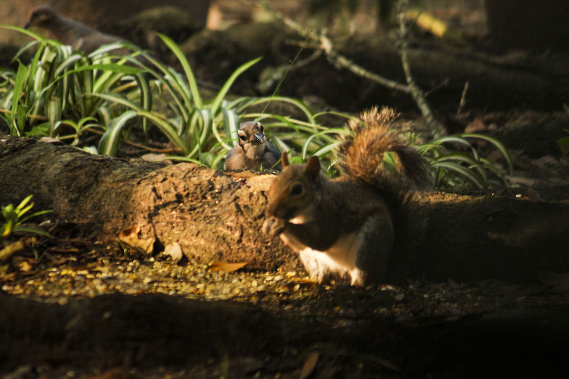 Blue Jay (cyanocitta cristata) staring at a Gray Squirrel (sciurus carolinensis) I can only speculate as to what is going through the blue jays mind. Blue jay,Cyanocitta cristata,bird,blue jay,gray squirrel,squirrel