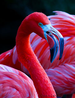 Caribbean flamingo (Phoenicopterus ruber)  American Flamingo,Geotagged,Phoenicopterus ruber,United States