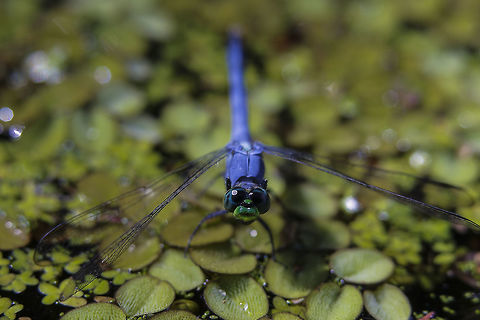 Erythemis simplicollins male Eastern Pondhawk,Erythemis simplicicollis,Geotagged,United States